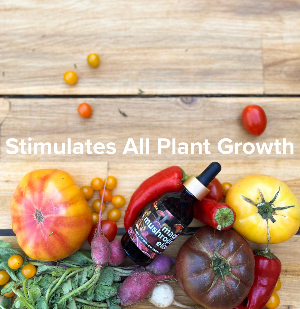 Magic Mushroom Elixir